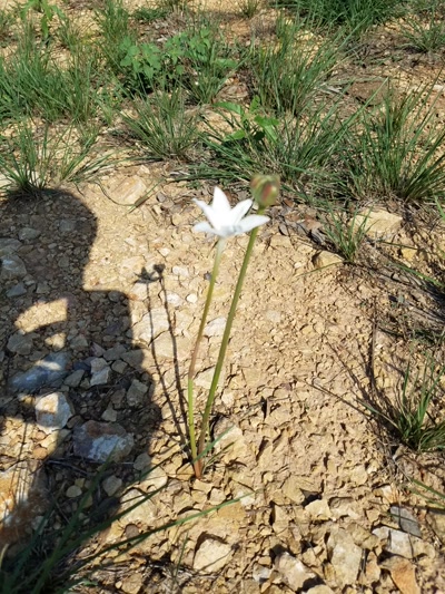 Flower growing through clay